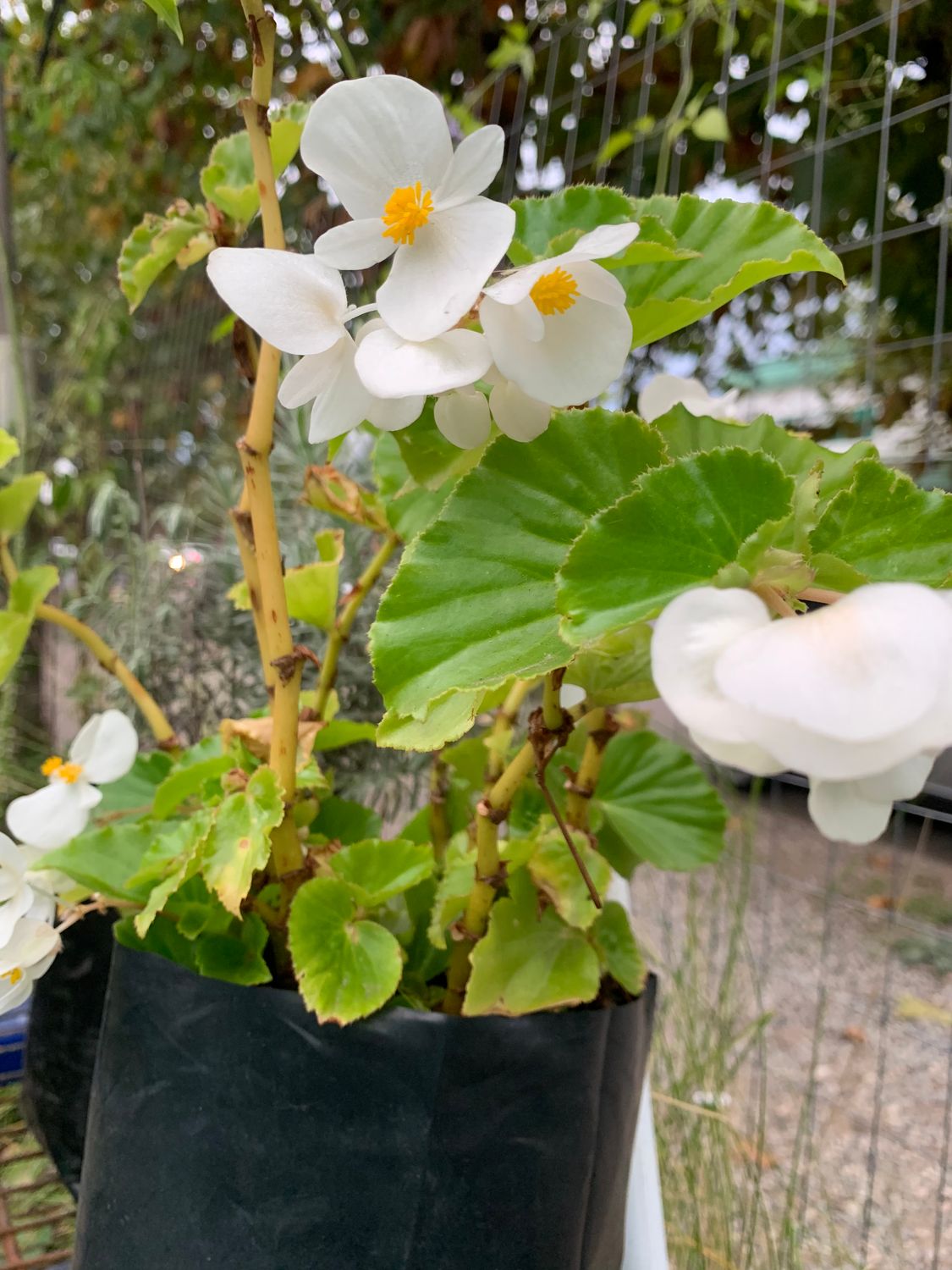 begonia