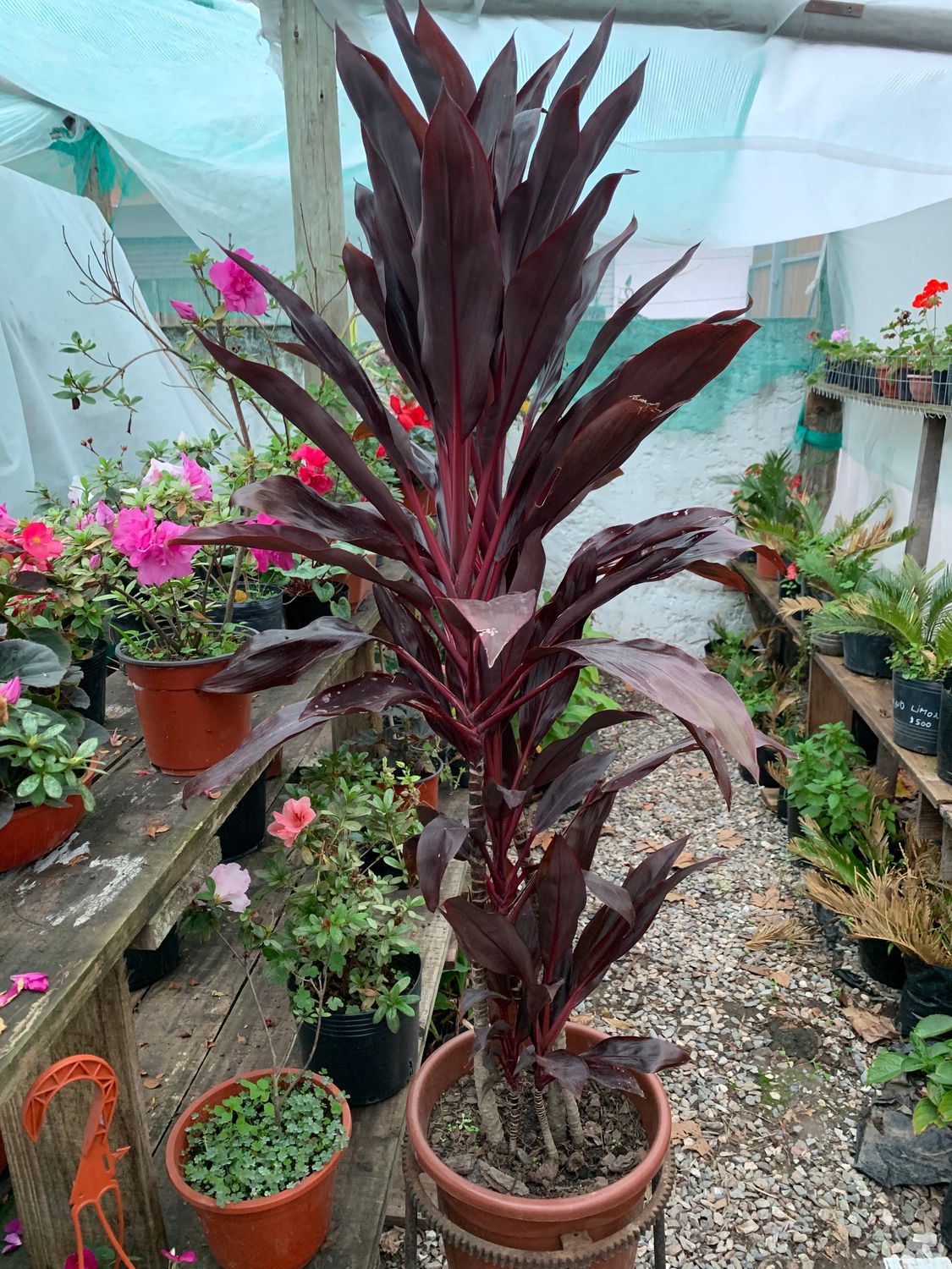 Dracaena morada