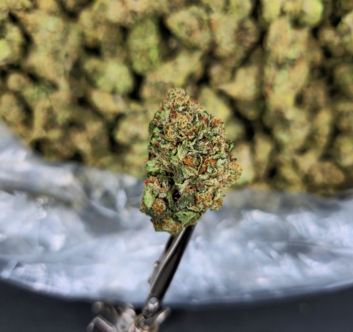 Peyote Cookies THCA Flower Flowstate Hemp INDICA