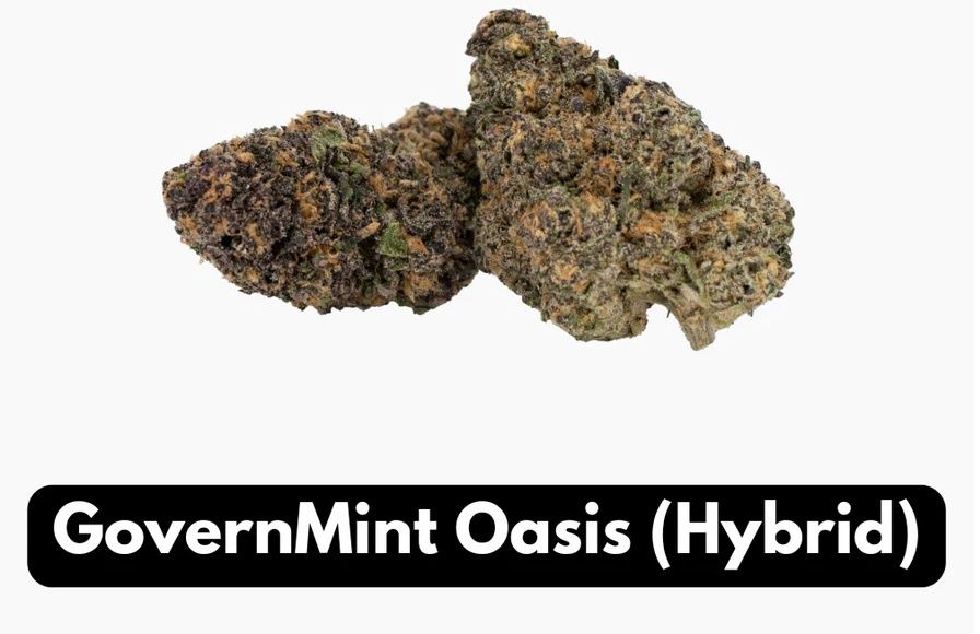 Government Oasis Thca Flower Elyxr Hybrid