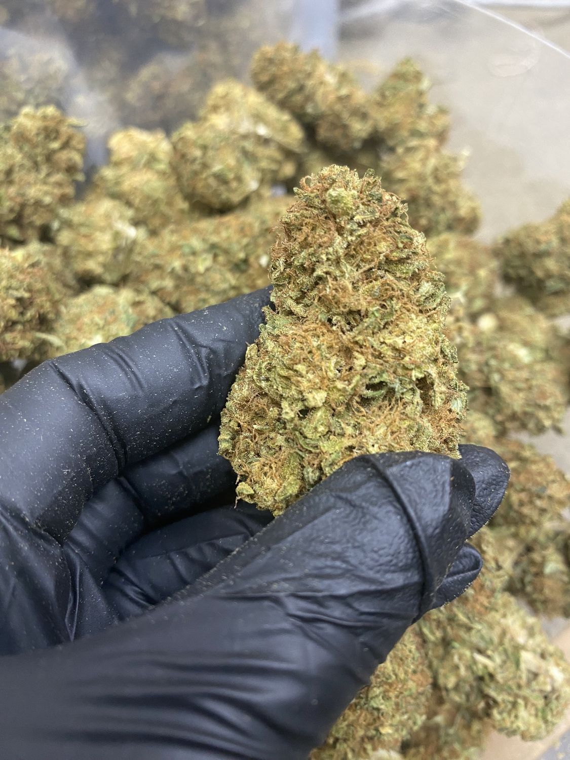 Sour Brulee CBD Hemp Flower