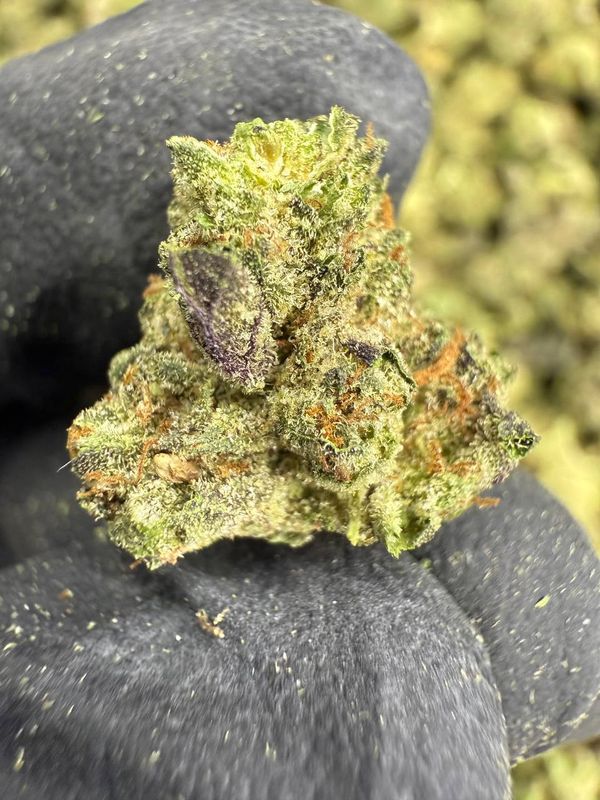 Insane Pound Cake (SMALLS) Hybrid