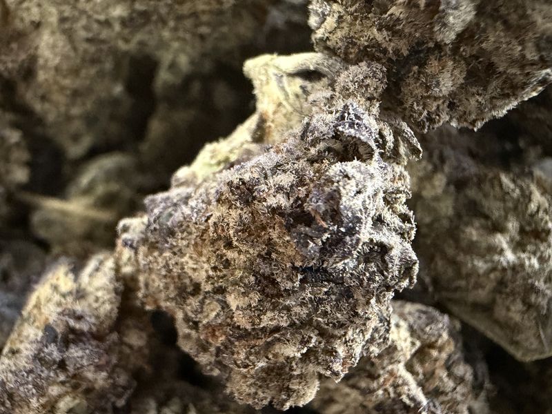 White Papaya Punch THCA flower (HYBRID)