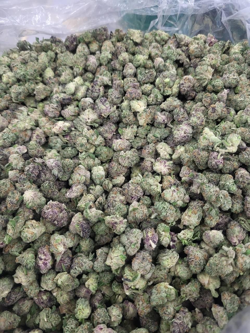 Oreoz THCA flower