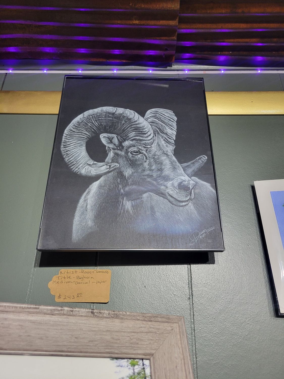 Bighorn Sheep