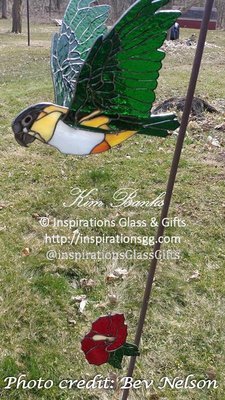 3D Flier Black Capped Caique Parrot