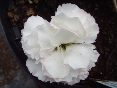 Chesswood Barbara