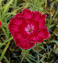 Brympton Red (Pre 1960)