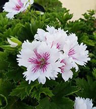 Askham Fringed Aztec