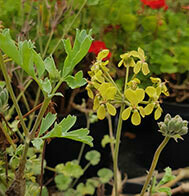 P. Gibbosum