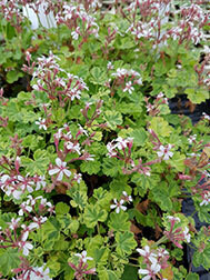 Variegated Fragrans
