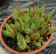Haworthia Reticulata v. Guttata