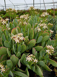 Crassula Ovata Blue Haze