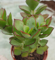 Cotyledon Adscendens