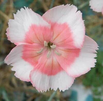 Garden Pinks