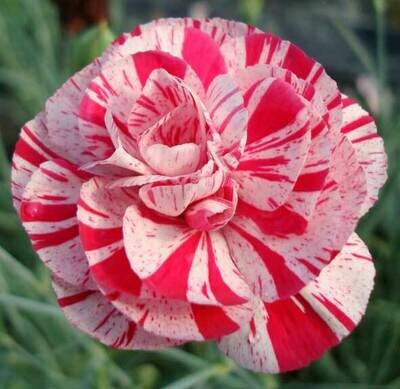 Long Flowering Garden Pinks