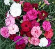 Garden Pinks Starter Packs