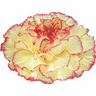 Perpetual Flowering Carnations