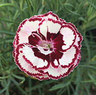 Laced Garden Pinks