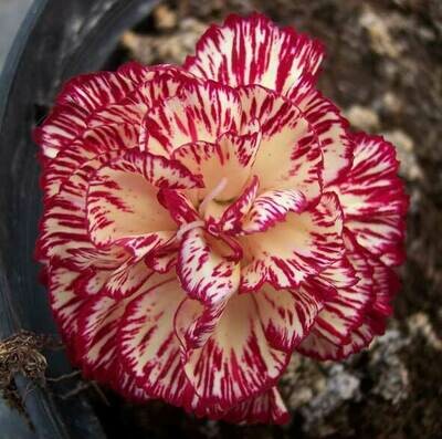 Border &amp; Garden Carnations
