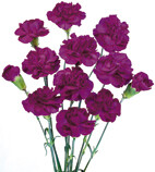 Spray Carnations
