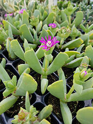Ruschia Maxima