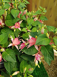 Waltz Jubilee (Bush)