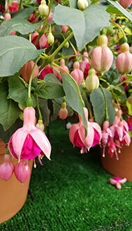 Garden News (Hardy)