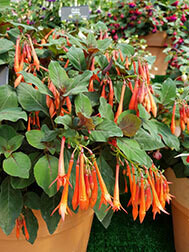 Koralle Fulgens (Bush)