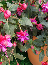 Heidi Ann (Bush) - RE-LISTED