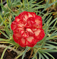 Chris Crew (Pre 1980)