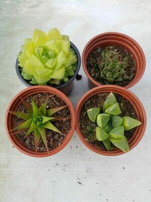 The Haworthia Collection (4 x 9cm potted plants) The Haworthia Collection (4 x 9cm potted plants)