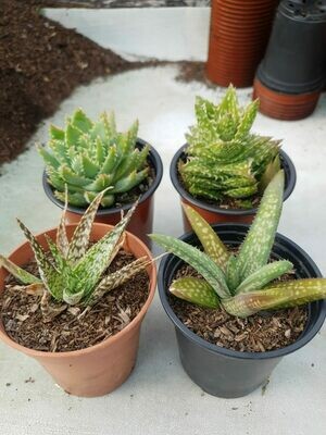 The Aloe Collection (4 x 9cm potted plants) The Aloe Collection (4 x 9cm potted plants)