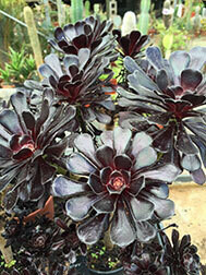 Aeonium Zwartkop