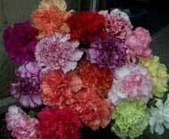 Lucky Dip Carnation Offer (10 plug plants)