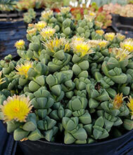 Corpuscularia Lehmannii