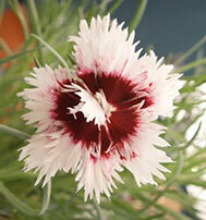 Pheasant Eye (Pre 1600s)