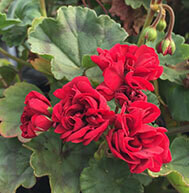 Garnet Rosebud (1970)