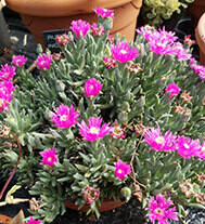 Ruschia Indurata