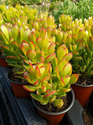 Crassula Ovata Minima (aka Portulacea Minima)