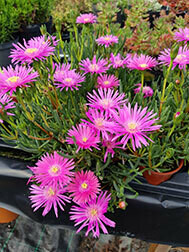 Delosperma Cooperi