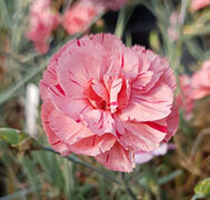 Summerfield Debbie (2003)