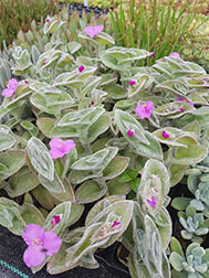 Tradescantia Sillamontana