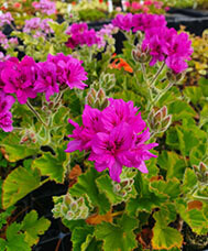 P. Cucullatum Flore Plenum