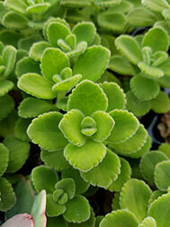 Plectranthus Aromaticus