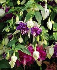 Deep Purple