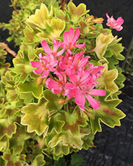 Ken&#39;s Golden Stellar - NEWLY LISTED