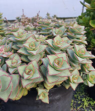 Crassula Perforata &#39;Giant Form&#39;