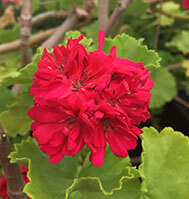 Italian Mystery - NEWLY LISTED Italian Mystery - NEWLY LISTED