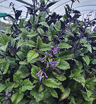 Plectranthus Mona Lavender - NEWLY LISTED